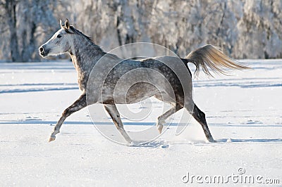 White arabian horse runs in winter