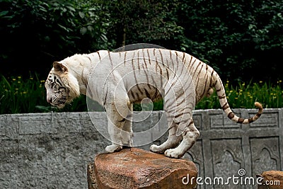 White bengal tiger balancing