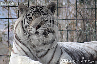 White Bengal Tiger