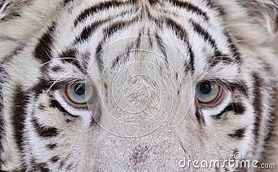 White bengal tiger eyes