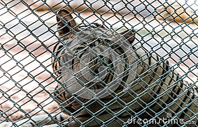 White bengal tiger in metal cage