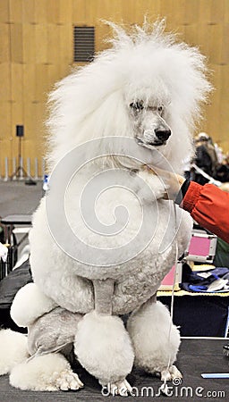 White big poodle