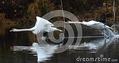White birds flying over water