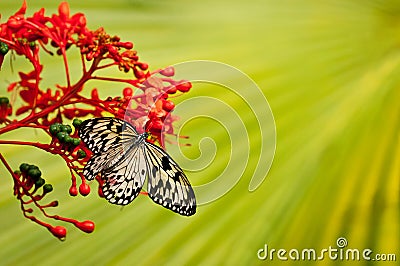 White-black butterfly on red flower with green background