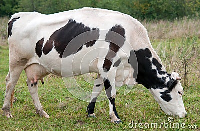 White black cow