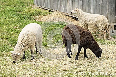 White and Black Sheep Grazing in the Field