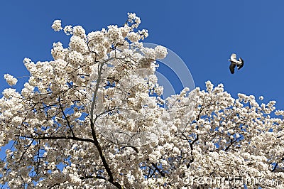 White blossom and dove flying in blue sky