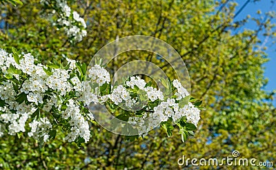 White blossoming Hawthorn in sunlight