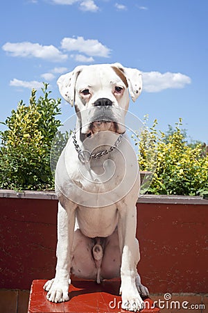 White boxer dog