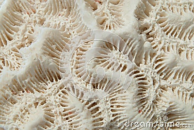 White brain coral