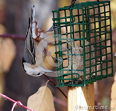 White Breasted Nuthatch On Birdfeeder