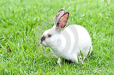 White Bunny on the yard White Rabbit