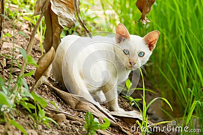 White cat and blue eyes