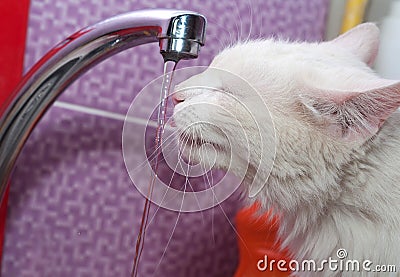 White cat drinks water tap on purple