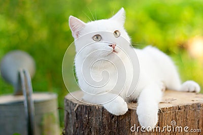 White cat in the garden