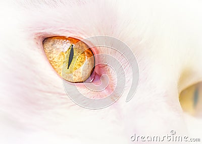 White Cat s Yellow Eyes