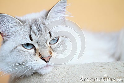 White cat of siberian breed, neva masquerade version