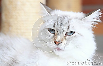 White cat of siberian breed, neva masquerade version