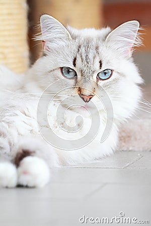 White cat of siberian breed, neva masquerade version