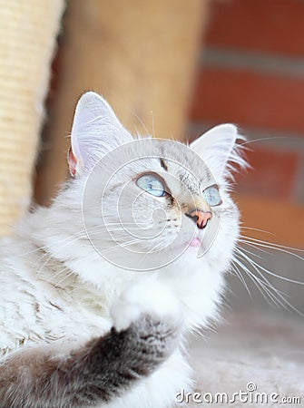 White cat of siberian breed, neva masquerade version