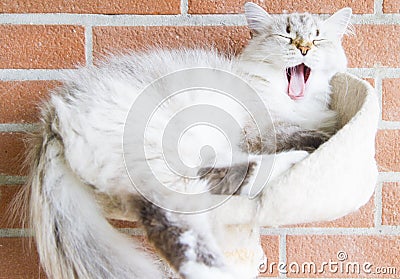 White cat of siberian breed, neva masquerade version