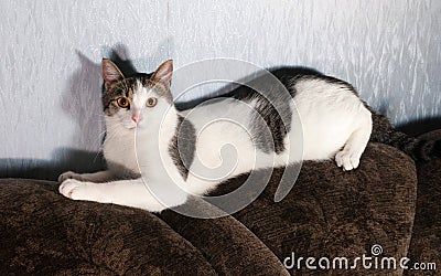 White cat with spots lying on back of sofa