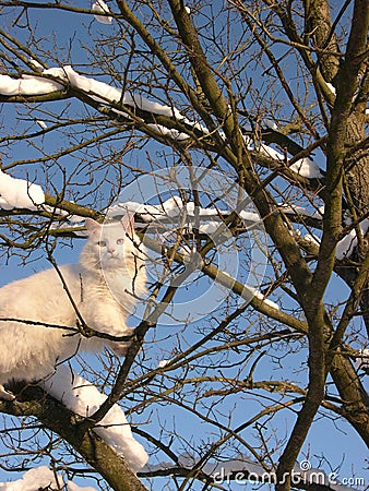 White cat and winter tree