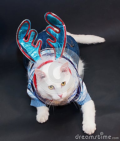 White cat with yellow eyes in a knitted suit and C