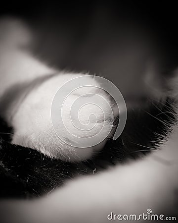 White Cats Paw On Black Tail