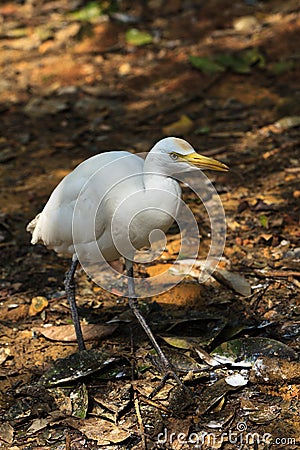 White cattle egret bird on the ground