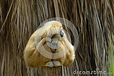 White Cheeked Gibbon at the zoo