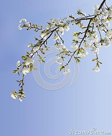 White%20cherry%20blossoms