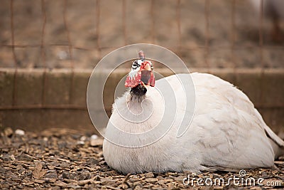 White chicken hen