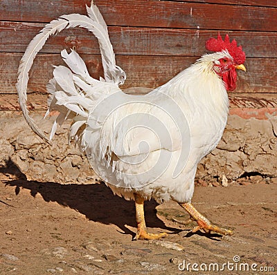White cock on the background of wooden walls.