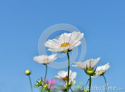 White cosmos flowers on blue sky