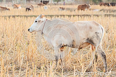 White cow and dry grass cattle on the farm in rural ,thailand