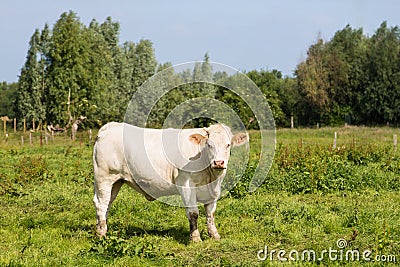 White cow in a field