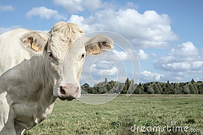 White cow in a field