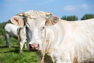 White cow portrait