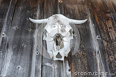 White Cow Skull