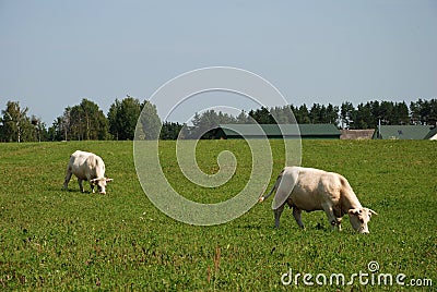 White cows on the field