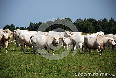 White cows on the field