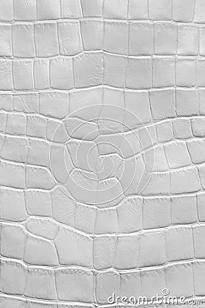 White crocodile leather texture