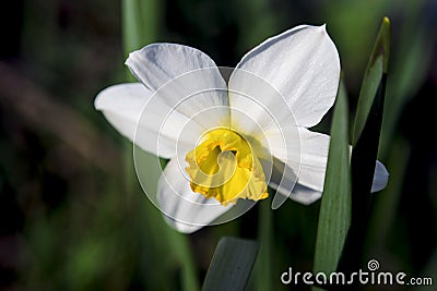 White daffodil