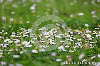 White daisies meadow background