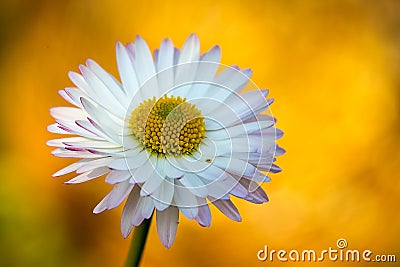 White daisy on orange background