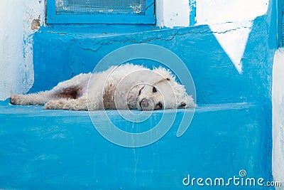 White dog on blue stairs