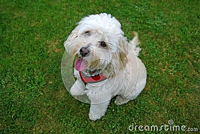 White dog on grass