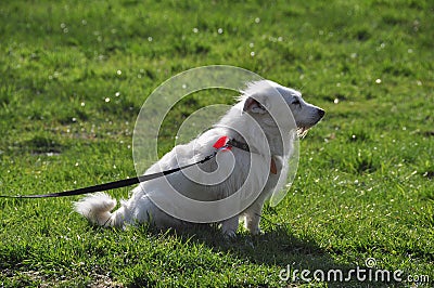 White dog on a leash on the grass