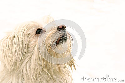 White dog looking up